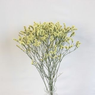 ○小花・リモニューム　１０本　国産（規格：４０ｃｍ秀サイズ）黄色　ブリスゴールド　※まとめ割　対象商品※|小花・葉物各種|まとめ割　対象商品（5〜9束で5％引き・10〜19束で10％引き・20束以上で