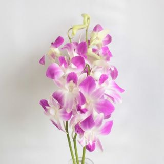 ○☆お値下げしました☆デンファレ　１０本　タイ産（規格：Ｍサイズ）　アンニナ　※まとめ割　対象商品※