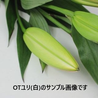 ○☆最終セール☆ユリオリエンタル　２本　国産（規格：９０ｃｍ５輪サイズ）白　ティセント(花径5〜11cm)　※まとめ割　対象商品※|ユリ・ラン各種|まとめ割　対象商品（5〜9束で5％引き・10〜19束
