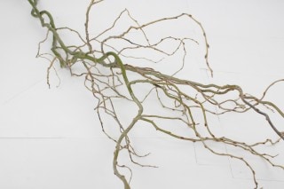 ○枝物・ウンリュウヤナギ　１０本　国産　ドラゴン　※まとめ割　対象商品※|ネイティブフラワー・枝物各種|まとめ割　対象商品（5〜9束で5％引き・10〜19束で10％引き・20束以上で20％引き）