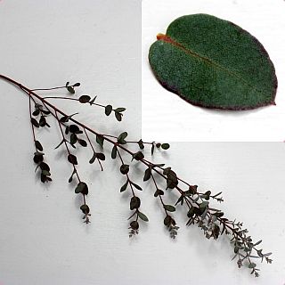 ○枝物・ユーカリ　１０本　国産（規格：５０ｃｍ秀サイズ）緑　グニユーカリ　※まとめ割　対象商品※|ネイティブフラワー・枝物各種|まとめ割　対象商品（5〜9束で5％引き・10〜19束で10％引き・20束