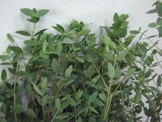 ○枝物・ユーカリ　５本　国産（規格：秀３Ｌ８０ｃｍサイズ）緑　パルプラ　※まとめ割　対象商品※|ネイティブフラワー・枝物各種|まとめ割　対象商品（5〜9束で5％引き・10〜19束で10％引き・20束以