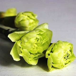 △カーネーション・スプレー　１０本　エクアドル産（規格：６０ｃｍサイズ）緑　ラゴス　※まとめ割　対象商品※|オールシーズン|まとめ割　対象商品（5〜9束で5％引き・10〜19束で10％引き・20束以上