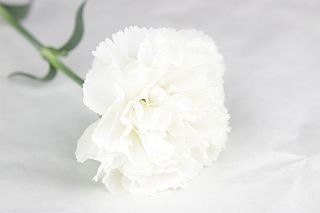 △カーネーション・輪　約２５本　国産（規格：４０ｃｍ秀サイズ）白　ブリサ　※まとめ割　対象商品※|オールシーズン|まとめ割　対象商品（5〜9束で5％引き・10〜19束で10％引き・20束以上で20％引