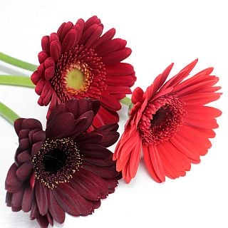 △☆お値下げしました☆ガーベラ　約１０本　国産（規格：２Ｌ〜Ｌ秀サイズ）　赤系おまかせ　※まとめ割　対象商品※|オールシーズン|まとめ割　対象商品（5〜9束で5％引き・10〜19束で10％引き・20束