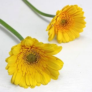 △☆お値下げしました☆ガーベラ　約１０本　国産（規格：２Ｌ〜Ｌ秀サイズ）　黄色系おまかせ　※まとめ割　対象商品※|オールシーズン|まとめ割　対象商品（5〜9束で5％引き・10〜19束で10％引き・20