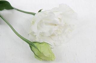 △トルコキキョウ・八重　約２０本　国産（規格３５ｃｍ〜４０ｃｍ）白　エレガンススノー　※まとめ割　対象商品※|オールシーズン|まとめ割　対象商品（5〜9束で5％引き・10〜19束で10％引き・20束以