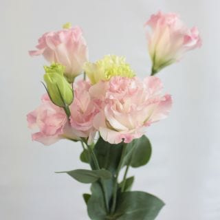 △トルコキキョウ・八重　約２０本　国産（規格：３５ｃｍ〜４０ｃｍ）ピンク　パティオピンク　※まとめ割　対象商品※|オールシーズン|まとめ割　対象商品（5〜9束で5％引き・10〜19束で10％引き・20