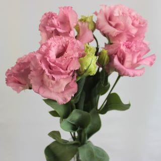 △トルコキキョウ・八重　約２０本　国産（規格：３５ｃｍ〜４０ｃｍサイズ）ピンク　ボンボヤージュスィート　※まとめ割　対象商品※|オールシーズン|まとめ割　対象商品（5〜9束で5％引き・10〜19束で1