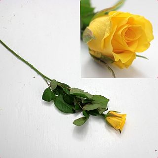 △バラ　１０本　ケニア産（規格：６０ｃｍサイズ）黄色　ライズシャイン|バラ(花束加工も可能)