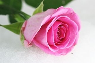 △バラ　１０本　エチオピア産（規格：６０ｃｍサイズ）ピンク　アクア！|バラ(花束加工も可能)