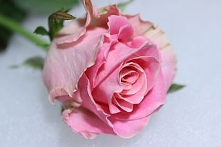 △バラ　１０本　国産（規格：５０ｃｍサイズ）ピンク　アーリエス＋|バラ(花束加工も可能)