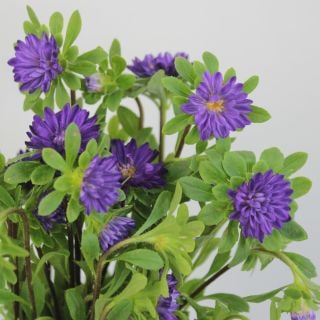 △☆お値下げしました☆アスター　１０本　国産（規格：５０ｃｍサイズ）紫　ステラディープブルー　※まとめ割　対象商品※|その他の花|まとめ割　対象商品（5〜9束で5％引き・10〜19束で10％引き・20