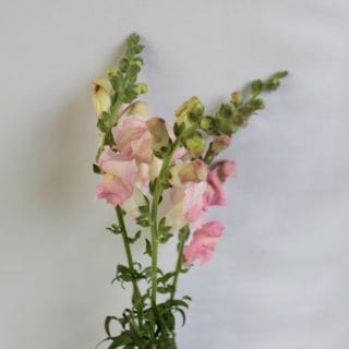 △☆お値下げしました☆キンギョソウ　１０本　国産（規格：４５ｃｍ秀サイズ）ピンク　ライトピンク　※まとめ割　対象商品※|その他の花|まとめ割　対象商品（5〜9束で5％引き・10〜19束で10％引き・2