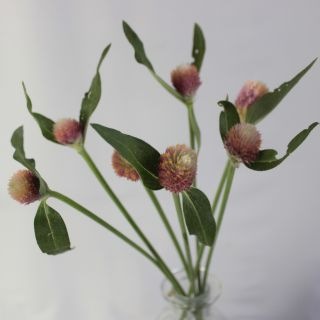 △センニチコウ　約５０本　国産（規格：Ｍサイズ）薄ピンク　プリンス　※まとめ割　対象商品※|その他の花|まとめ割　対象商品（5〜9束で5％引き・10〜19束で10％引き・20束以上で20％引き）