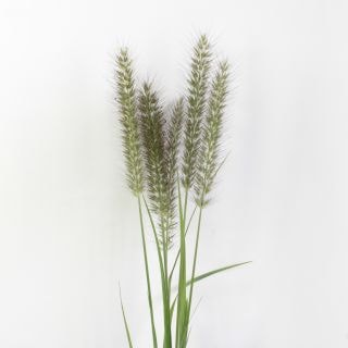 △ペニセタム　１０本　国産（規格：５０ｃｍサイズ）茶　アロペック　※まとめ割　対象商品※|その他の花|まとめ割　対象商品（5〜9束で5％引き・10〜19束で10％引き・20束以上で20％引き）