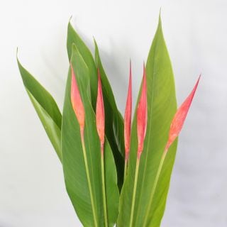 △ヘリコニヤ　１０本　国産（規格：２Ｌサイズ）赤　アンドロメダ　※まとめ割　対象商品※|その他の花|まとめ割　対象商品（5〜9束で5％引き・10〜19束で10％引き・20束以上で20％引き）