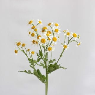 △マトリカリヤ　１０本　国産（規格：６５ｃｍサイズ）白　シングルペグモ　※まとめ割　対象商品※|その他の花|まとめ割　対象商品（5〜9束で5％引き・10〜19束で10％引き・20束以上で20％引き）