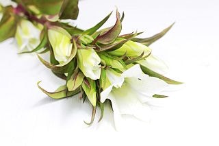 △リンドウ　１０本　国産（規格：７０ｃｍサイズ）白　ホワイトハイジ２号　マガリ　※まとめ割　対象商品※|その他の花|まとめ割　対象商品（5〜9束で5％引き・10〜19束で10％引き・20束以上で20％