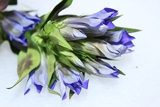 △リンドウ　１０本　国産（規格：７０ｃｍ秀サイズ）紫　深山秋　※まとめ割　対象商品※|その他の花|まとめ割　対象商品（5〜9束で5％引き・10〜19束で10％引き・20束以上で20％引き）