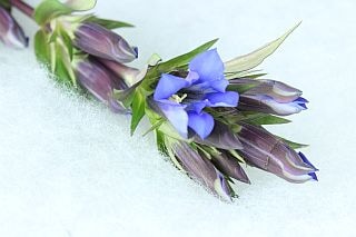 △リンドウ　１０本　国産（規格：８０ｃｍ優サイズ）紫　アルタ　※まとめ割　対象商品※|その他の花|まとめ割　対象商品（5〜9束で5％引き・10〜19束で10％引き・20束以上で20％引き）