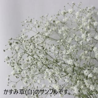 △小花・カスミソウ　５本　国産（規格：７０ｃｍ秀サイズ）白　アルタイル　※まとめ割　対象商品※|小花・葉物各種|まとめ割　対象商品（5〜9束で5％引き・10〜19束で10％引き・20束以上で20％引き