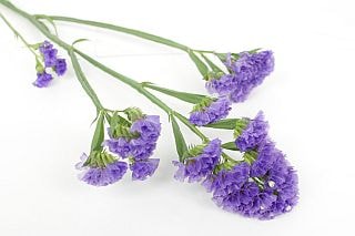 △小花・スターチス　１０本　国産（規格：４０ｃｍ秀サイズ）紫　コスモバイオレット　※まとめ割　対象商品※|小花・葉物各種|まとめ割　対象商品（5〜9束で5％引き・10〜19束で10％引き・20束以上で