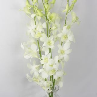 △デンファレ　１０本　タイ産（規格：Ｌサイズ）白　ビックホワイト　※まとめ割　対象商品※|ユリ・ラン各種|まとめ割　対象商品（5〜9束で5％引き・10〜19束で10％引き・20束以上で20％引き）