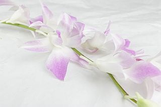 △デンファレ　１０本　タイ産（規格：Ｌサイズ）ピンク　ミスティーン　※まとめ割　対象商品※|ユリ・ラン各種|まとめ割　対象商品（5〜9束で5％引き・10〜19束で10％引き・20束以上で20％引き）