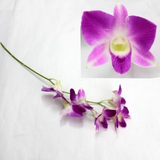 △☆お値下げしました☆デンファレ　約１０本　タイ産（規格：Ｍサイズ）ピンク　アンナ　※まとめ割　対象商品※