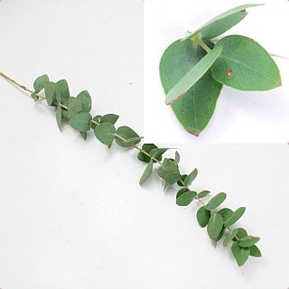 △枝物・ユーカリ　１０本　国産（規格：６０ｃｍ優サイズ）緑　銀世界　※まとめ割　対象商品※|ネイティブフラワー・枝物各種|まとめ割　対象商品（5〜9束で5％引き・10〜19束で10％引き・20束以上で