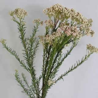 △☆お値下げしました☆ネイティブフラワー　５本　南アフリカ産（規格：５０ｃｍサイズ）極薄ピンク（ほぼ白）ライスフラワー・ライトピンク　※まとめ割　対象商品※