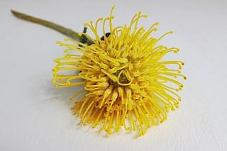 △☆お値下げしました☆ネイティブフラワー　１本　南アフリカ産（規格：６０ｃｍサイズ）黄色　ピンクッション・アヨバイエロー　※まとめ割　対象商品※