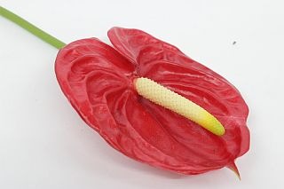 ◇アンスリューム　５本　台湾産（規格：Ｓサイズ）トロピカル(花径6〜8cm)　※まとめ割　対象商品※