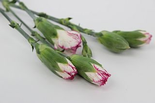 ◇カーネ・スプレー　１０本　中国産（規格：６０ｃｍサイズ）　スプラッシュ　※まとめ割　対象商品※|オールシーズン|まとめ割　対象商品（5〜9束で5％引き・10〜19束で10％引き・20束以上で20％引