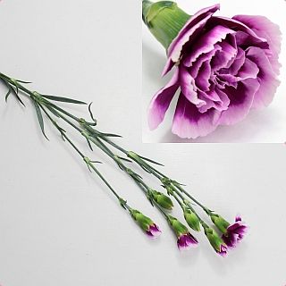 ◇カーネ・スプレー　１０本　中国産（規格：６０ｃｍサイズ）　トレンディテッシノ　※まとめ割　対象商品※|オールシーズン|まとめ割　対象商品（5〜9束で5％引き・10〜19束で10％引き・20束以上で2