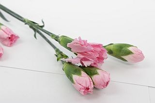 ◇☆お値下げしました☆カーネ・スプレー　１０本　中国産（規格：６０ｃｍサイズ）　ライトピンクバーバラ　※まとめ割　対象商品※