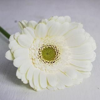 ◇ガーベラ　１０本　国産（規格：２Ｌ秀サイズ）　シャルドネケーキ　※まとめ割　対象商品※