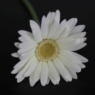 ◇☆最終セール☆ガーベラ　１０本　国産（規格：Ｌ秀サイズ）　ノート　※まとめ割　対象商品※|オールシーズン|まとめ割　対象商品（5〜9束で5％引き・10〜19束で10％引き・20束以上で20％引き）