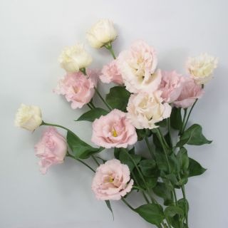 ◇トルコキキョウ・八重　１０本　国産（規格：優２Ｌサイズ）　エレスライトピンク　※まとめ割　対象商品※|オールシーズン|まとめ割　対象商品（5〜9束で5％引き・10〜19束で10％引き・20束以上で2