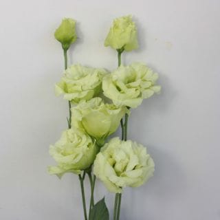 ◇トルコキキョウ・八重　１０本　国産（規格：良８０ｃｍサイズ）　アデルグリーン　※まとめ割　対象商品※|オールシーズン|まとめ割　対象商品（5〜9束で5％引き・10〜19束で10％引き・20束以上で2