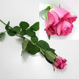 ◇バラ　１０本　エチオピア産（規格：７０ｃｍサイズ）　オーケストラ|バラ(花束加工も可能)