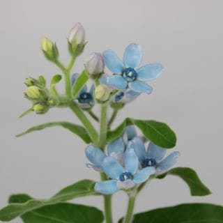 ◇☆お値下げしました☆オキシペタルム　５本　国産（規格：２Ｌ秀サイズ）　ピュアブルー　※まとめ割　対象商品※