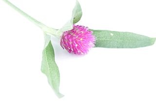 ◇センニチコウ　約５０本　国産（規格：Ｌサイズ）　キスカーマイン　※まとめ割　対象商品※|その他の花|まとめ割　対象商品（5〜9束で5％引き・10〜19束で10％引き・20束以上で20％引き）