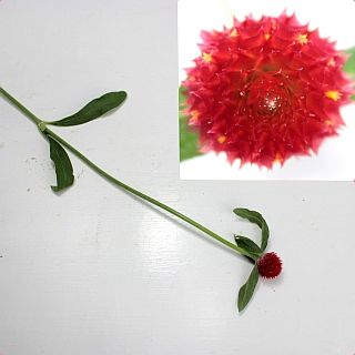 ◇☆お値下げしました☆センニチコウ　１０本　国産（規格：Ｌサイズ）　ストロベリーフィールド　※まとめ割　対象商品※