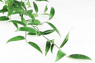 ◇葉物・ルスカス　１０本　イタリア産　イタリアンルスカス　※まとめ割　対象商品※|小花・葉物各種|まとめ割　対象商品（5〜9束で5％引き・10〜19束で10％引き・20束以上で20％引き）