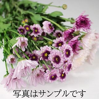 ◇キク・スプレー　５本マレーシア産（規格：サイズ無し）　ピンク・紫系おまかせ　※まとめ割　対象商品※|菊類各種|まとめ割　対象商品（5〜9束で5％引き・10〜19束で10％引き・20束以上で20％引き