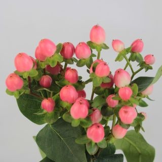 ◇☆お値下げしました☆枝物・ヒペリカム　約１０本　エチオピア産（規格：６０ｃｍサイズ）　さくらロマンス　※まとめ割　対象商品※