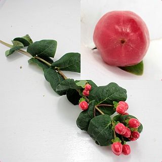 ◇☆最終セール☆枝物・ヒペリカム　５本　エチオピア産（規格：６０ｃｍサイズ）　トゥルーロマンス　※まとめ割　対象商品※|ネイティブフラワー・枝物各種|まとめ割　対象商品（5〜9束で5％引き・10〜19