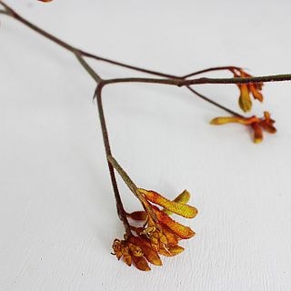 ◇ネイティブフラワー　約１０本　ジンバブエ産（規格：９０ｃｍサイズ）　カンガルーポー・ブッシュサンセット　※まとめ割　対象商品※|ネイティブフラワー・枝物各種|まとめ割　対象商品（5〜9束で5％引き・